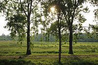 Laagstaande zon boven het weiland