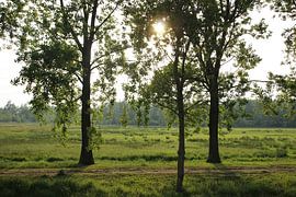 Tiefstehende Sonne über der Wiese