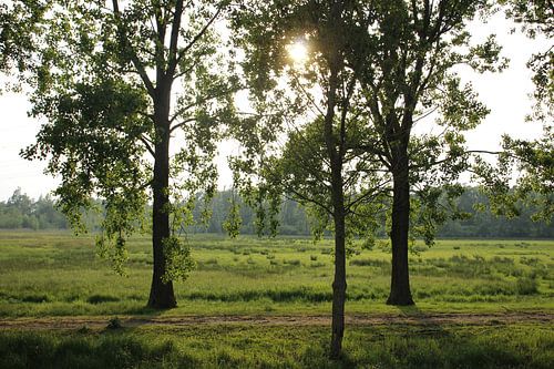 Laagstaande zon boven het weiland