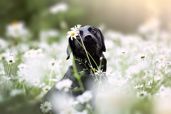 Daydream (Hund inmitten von Blumen)