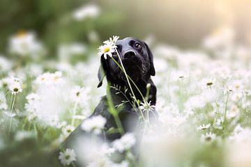 daydream (hond tussen de bloemen) van Kim van Beveren