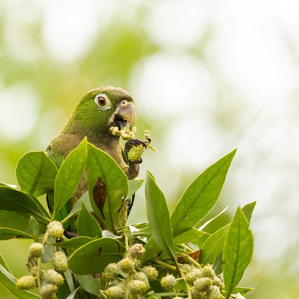 Essen von Papageien in Mexiko von Erik de Rijk