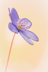 ein wunderschönes Leberblümchen im weichen Bokeh