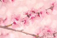Kirschblüte Blütenpark Amsterdam von Caroline Drijber Miniaturansicht