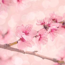 Schoonheid van de roze Sakura, kersenbloesem van Caroline Drijber