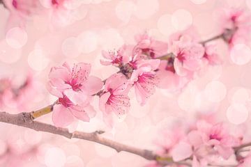 Schoonheid van de roze Sakura, kersenbloesem