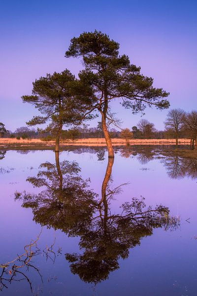 Reflection Grove Kiefer von Martijn Schruijer