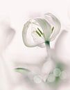 Weiße Tulpe von Ellen Driesse Miniaturansicht