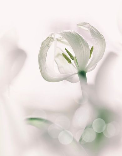 White Tulip