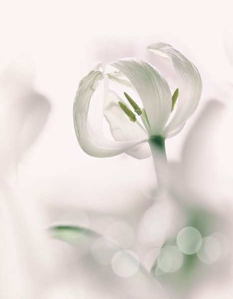 Weiße Tulpe von Ellen Driesse