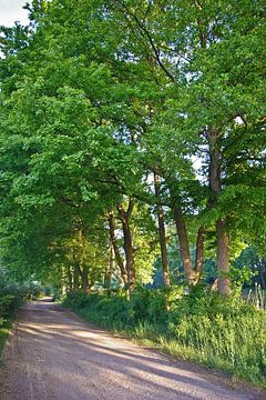 Chemin au bord d'un canal