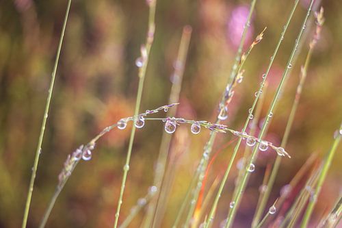 Herbe de bruyère avec des gouttes de rosée à l'heure dorée