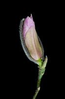 Magnolia knop stilleven