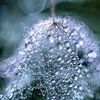 Water droplets on a lint by Bert Nijholt