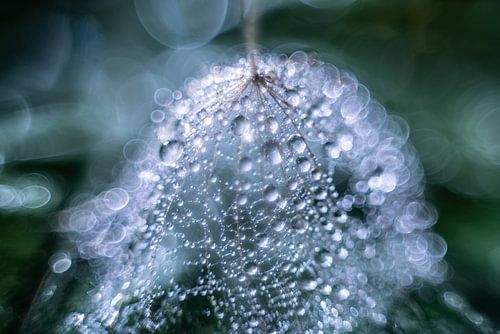 Waterdruppels op een pluis