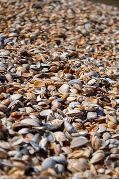 Overvloed aan schelpen Monster Beach