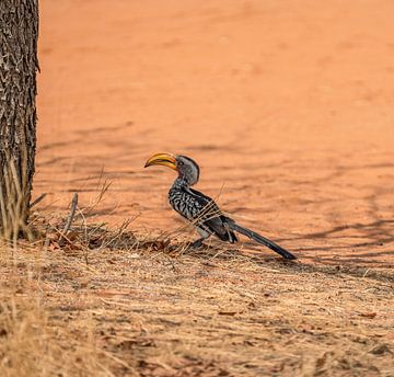 Rotringtoko in Namibië, Afrika van Patrick Groß