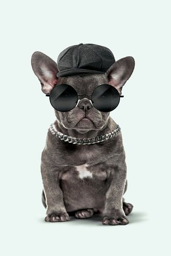 Fashion Dog