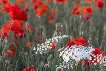Rode en witte bloemen in het veld van Patricia van Kuik