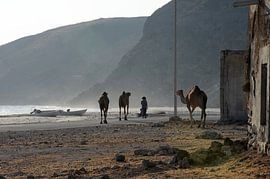 Kameeldrijver van Alphapics