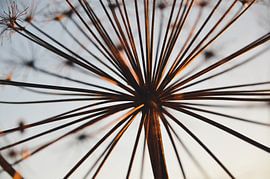 Uitgebloeide Berenklauw bij zonsondergang van Byroosmarijn