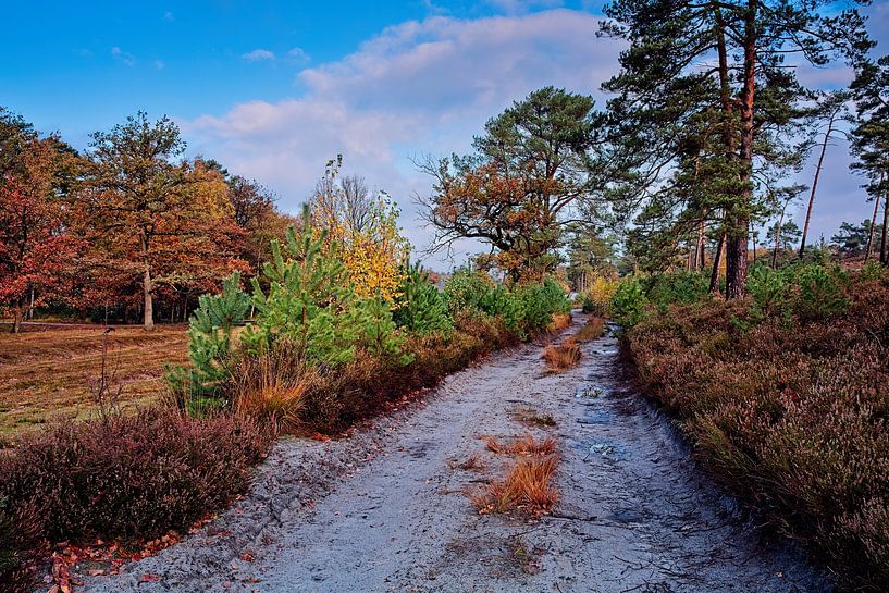 Autumn @ Brunssummerheide by Rob Boon
