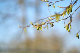 Knospen einer Hainbuche, Carpinus betulus im Frühling