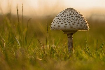 Mushroom by Het Boshuis