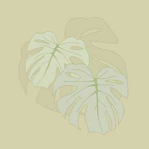Monstera bladeren in zacht groen