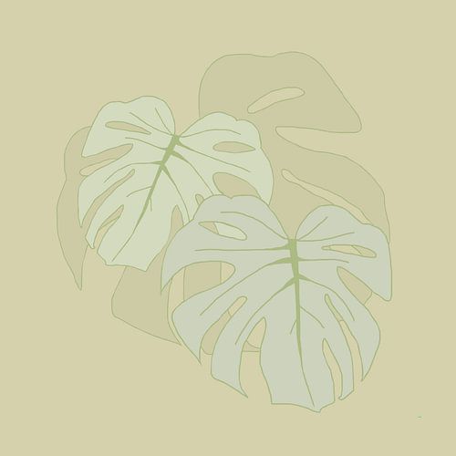 Monstera bladeren in zacht groen