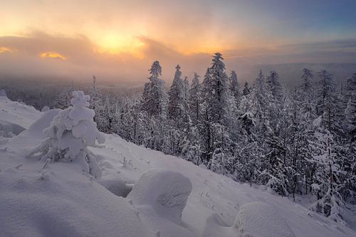 Fog moves up in the Harz Mountains