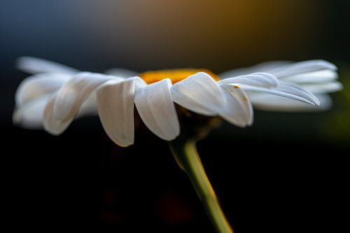 L'élégance de la marguerite sur Kim Heilema Fotografie
