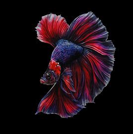 (Betta splendens) Siamese Kempvis van Brian Morgan