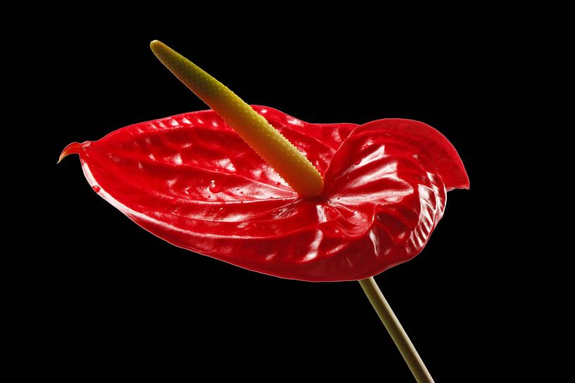 BERLIN Flowers - lordly flamingo by Bernd Hoyen