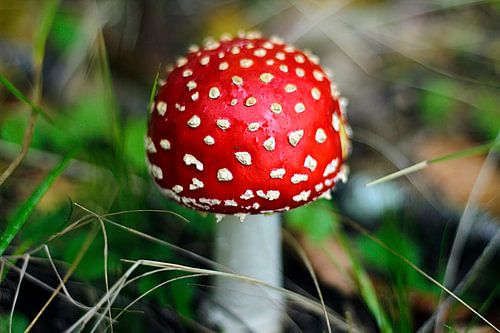 Paddenstoel Rood met Witte Stippen – Een Sprookjesachtige Ode aan de Natuur
