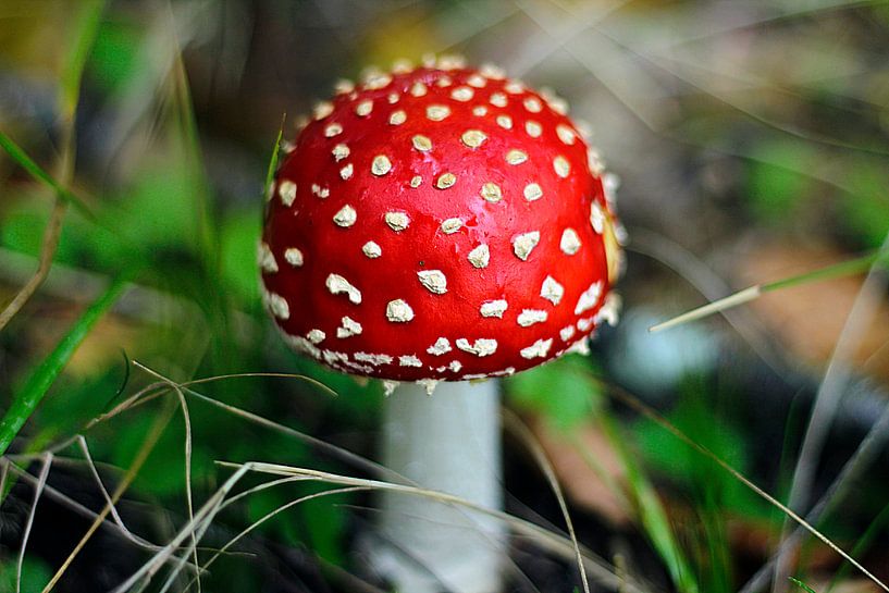 Rouge champignon à pois blancs - Un conte de fées en hommage à la nature par PhotoManiX Digital Photography