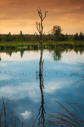 Été dans les Hautes Fagnes 3 portrait