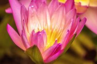 lotus
