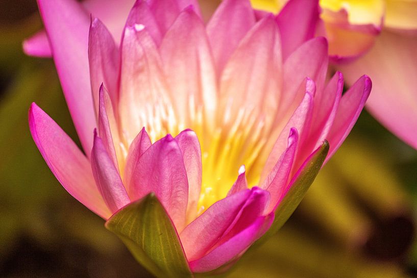 lotus by Karl-Heinz Lüpke