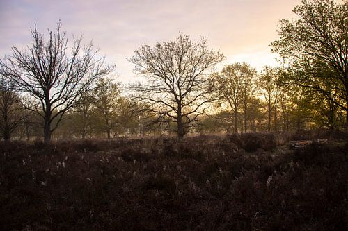 Sonnenaufgang Brabant Landschaft