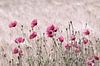 Rosa Pastelle Mohnblumen Impression von Tanja Riedel Miniaturansicht