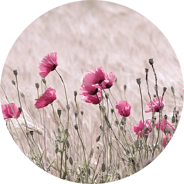 Roze klaprozen in pastel natuurlijke kleuren