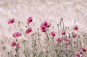 Poppy Field in Pastel Pink