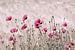 Rosa Pastelle Mohnblumen Impression von Tanja Riedel