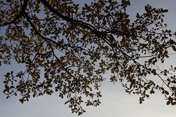 Magnifique image d'automne de feuilles