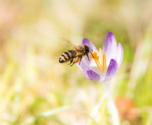 Makrofoto von einem lila Krokus und einer Biene von ManfredFotos