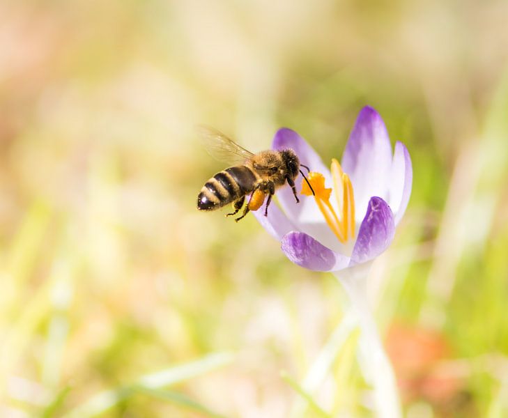 Photo macro d'un crocus pourpre et d'une abeille par ManfredFotos