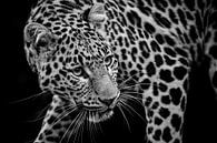 Luipaard kijkt achterom van RT Photography thumbnail
