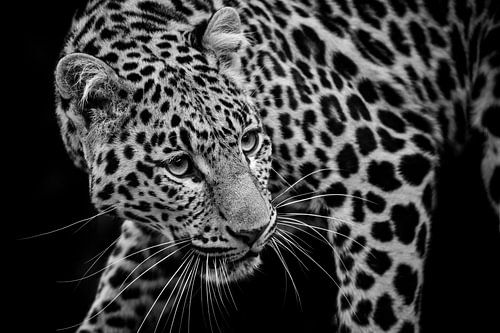 Luipaard kijkt achterom