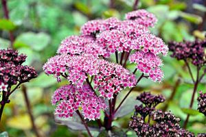Rosafarbene, wilde Blüten im Botanischen Garten in Berlin
